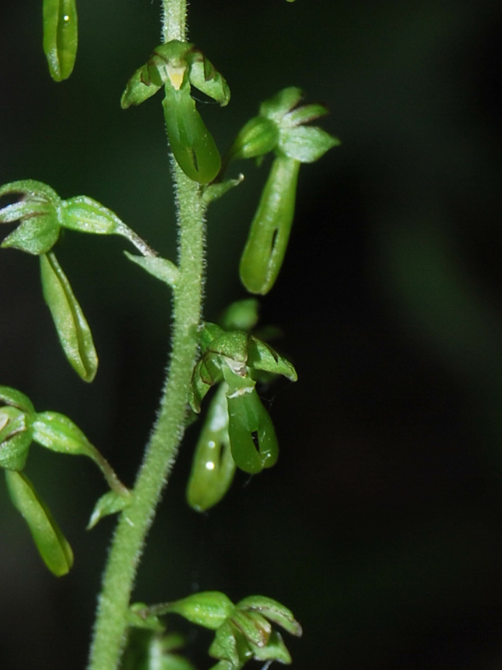 Listera ovata